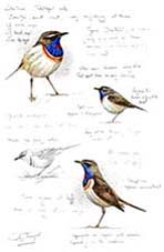 Red-spot Bluethroat